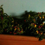 Peperoncino Rosso Jamming Bebida