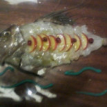 Moby Dick Comida