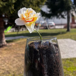 Engadina Caffetteria Bebida
