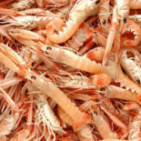 Celide Food