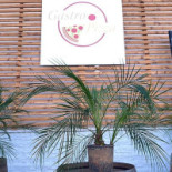Gastropizza Marsala Bebida