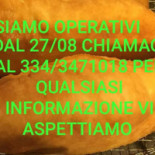 Panzerotto Mio Baggio Carte