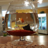Pizzeria Lo Chalet drink