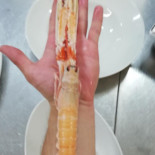 Squid Nourriture