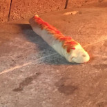 Strapizzami Comida