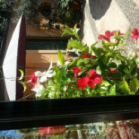 Osteria Corte San Martino outside