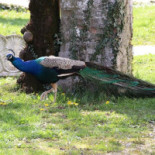 Agriturismo Al Vecchio Mulino Extérieur