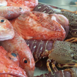 Nautilus Comida