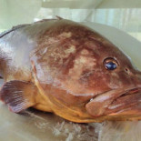 Nautilus Comida
