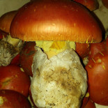 Miron Comida