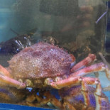 Nautilus Seafood Nourriture