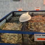 Nautilus Seafood Nourriture