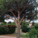 Mare Extérieur