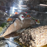Fratelli Plano Comida