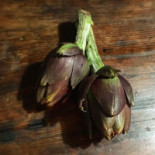 Gramigna Bebida