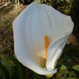 Casale 5 Querce Boisson