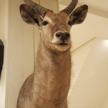 L'antilope Boisson