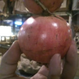 Camarillo Boisson