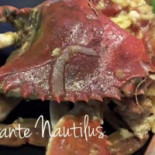 Nautilus Comida