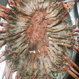 Dr. Fish food