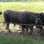 Bifarm Outside