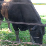 Bifarm Outside