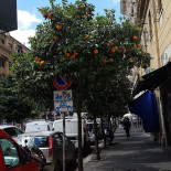 Pinsere