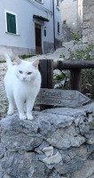 Chalet Il Camoscio. Cucina Abruzzese drink