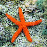 Stella Di Mare Nourriture