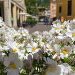La Piazzetta Bebida