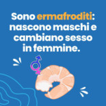 Cooperativa Pescatori Del Levante logo