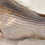 Il Pesce Brillo Boisson