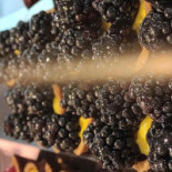 Pasticceria Ph41 Persiceto Bebida