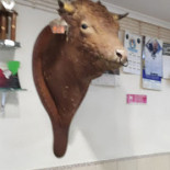 Glem, Yogurteria, Cornetteria inside