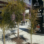 Settemila Caffè Exterior