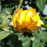 Lido La Peonia Boisson