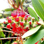 Lido La Peonia Boisson