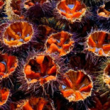 Babalù Boisson