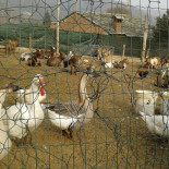 Del Gallo Bebida