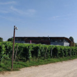 Signorvino