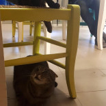 Neko Cafè Dentro