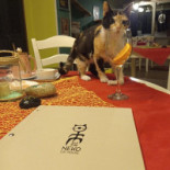 Neko Cafè Bebida