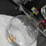 Crazy Boisson