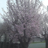 Sandrone outside