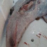 Fish Experience Bebida