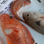 Fish Experience Bebida