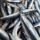 Fish Experience Bebida