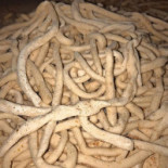 Mactra Nourriture