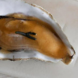 Studenti Bebida