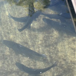 Parco Laghi Dei Reali drink